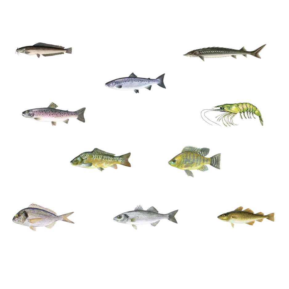 Startera barība zivju mazuļiem