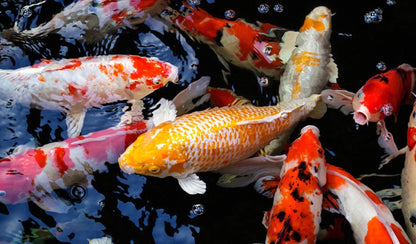 Aller KOI Superior, 3mm-6mm, 2.8kg