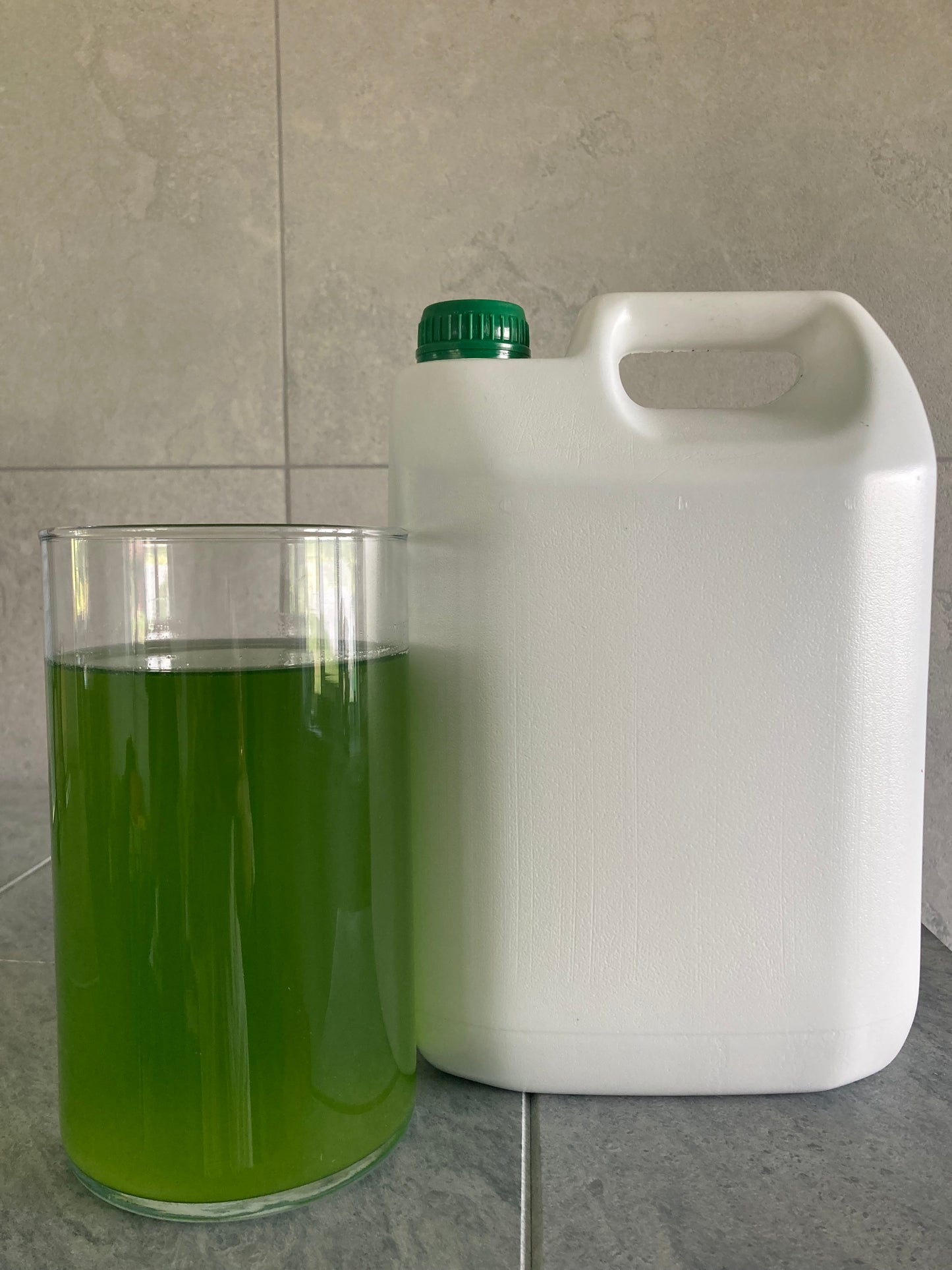 Dzīvā mikroaļģe Chlorella zivju dīķu un ūdenstilpju uzlabošanai